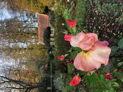 Somatic Experiencing® Practitioner in 's-Graveland Somatic Experiencing® Practitioner in 's-Graveland