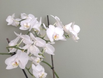 ervaringsgericht psychosociaal therapeut in Lent